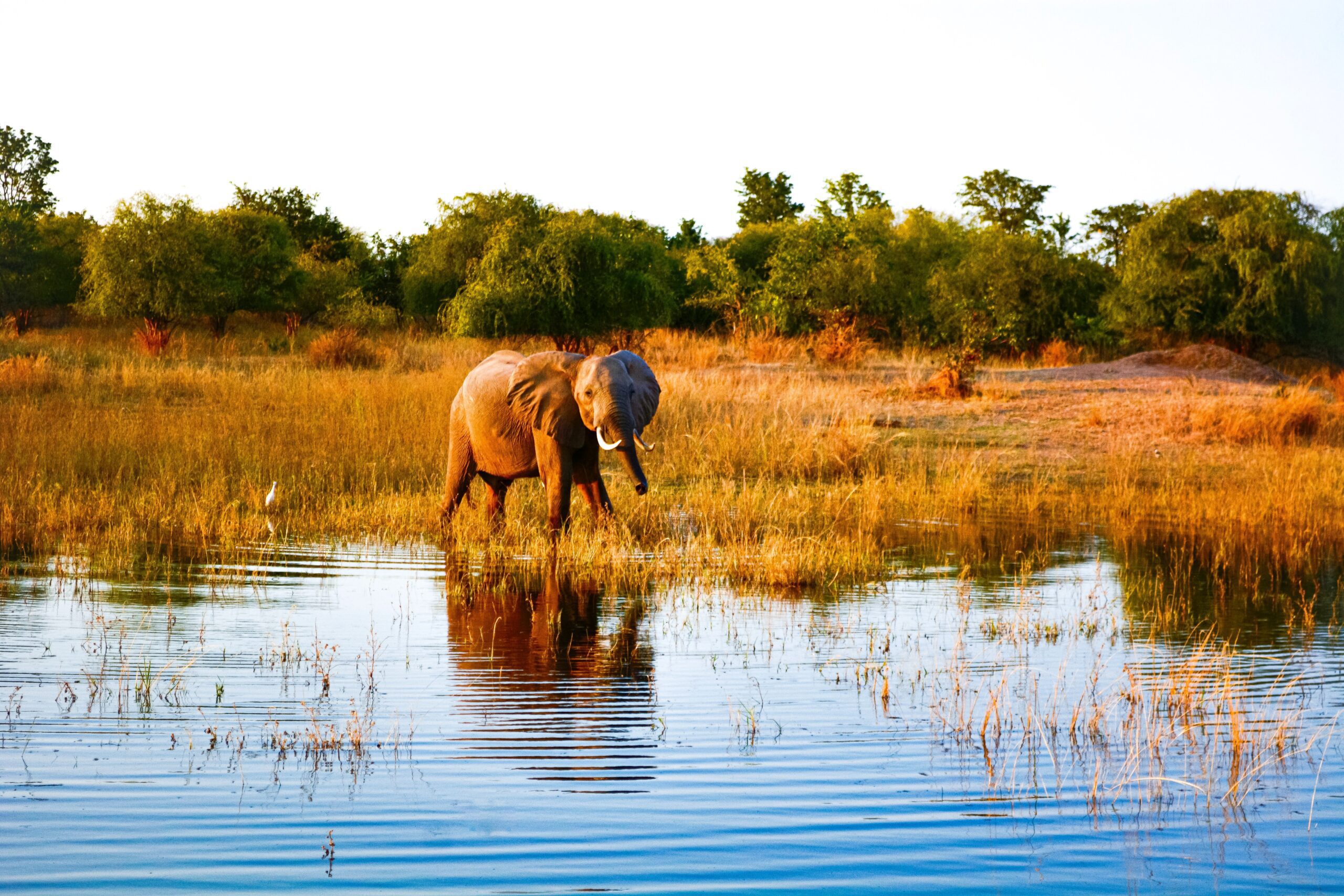 mazunga safaris zimbabwe